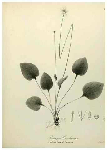 Reproducción/Reproduction 49122135118: A flora of the State of New-York, comprising full descriptions of all the indigenous and naturalized plants hitherto discovered in the state;. Albany,Carroll and Cook, Printers to the Assembly,1843.. 