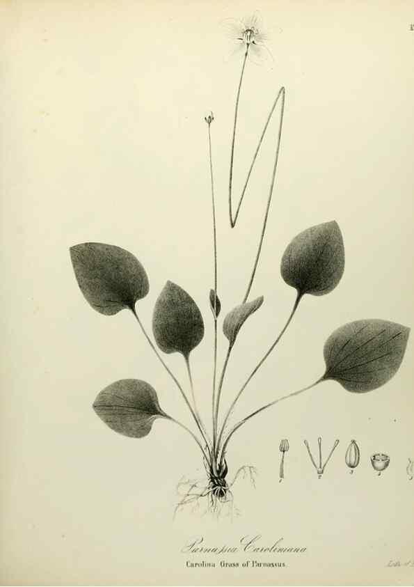 Reproducción/Reproduction 49122135118: A flora of the State of New-York, comprising full descriptions of all the indigenous and naturalized plants hitherto discovered in the state;. Albany,Carroll and Cook, Printers to the Assembly,1843.. 