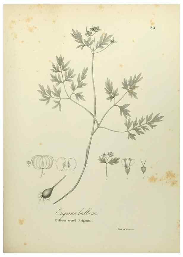 Reproducción/Reproduction 49122647946: A flora of the State of New-York, comprising full descriptions of all the indigenous and naturalized plants hitherto discovered in the state;. Albany,Carroll and Cook, Printers to the Assembly,1843.. 