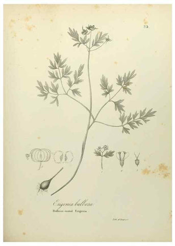 Reproducción/Reproduction 49122647946: A flora of the State of New-York, comprising full descriptions of all the indigenous and naturalized plants hitherto discovered in the state;. Albany,Carroll and Cook, Printers to the Assembly,1843.. 