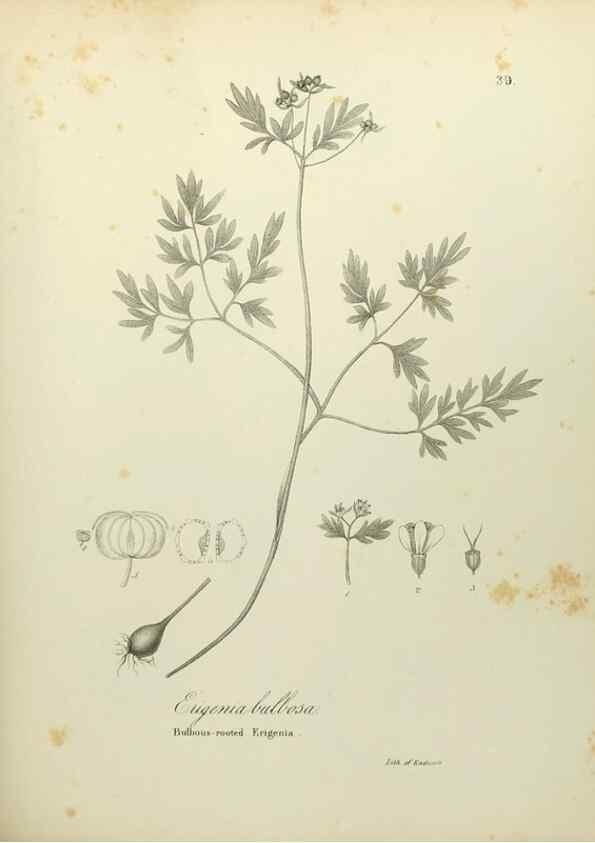 Reproducción/Reproduction 49122647946: A flora of the State of New-York, comprising full descriptions of all the indigenous and naturalized plants hitherto discovered in the state;. Albany,Carroll and Cook, Printers to the Assembly,1843.. 