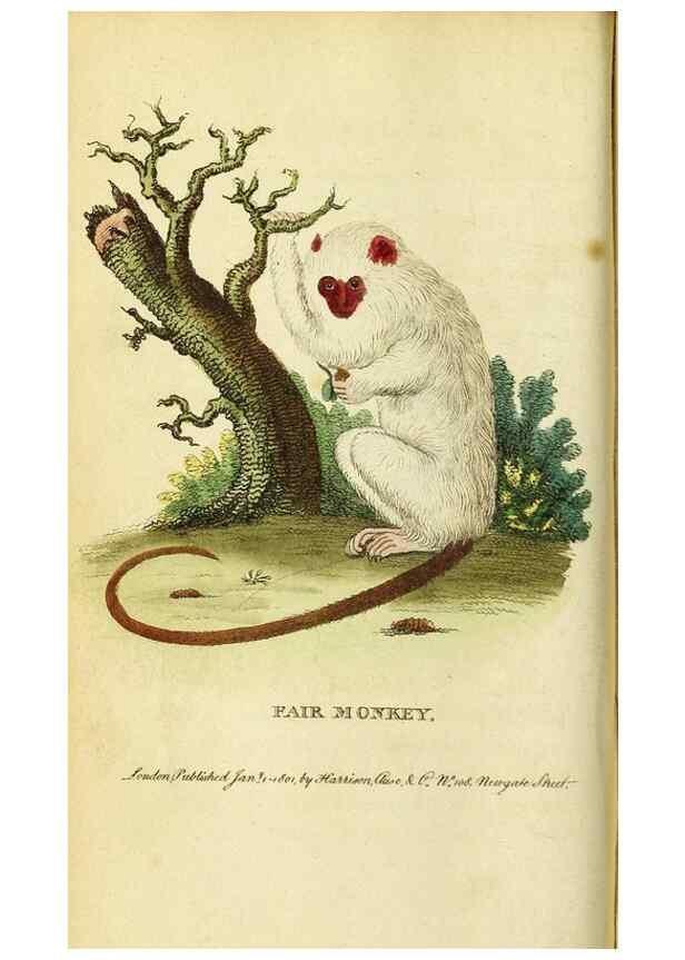 Reproducción/Reproduction 49122572952: The Naturalist's Pocket Magazine or compleat cabinet of the curiosities and beauties of nature.. London.. 