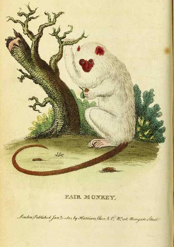 Reproducción/Reproduction 49122572952: The Naturalist's Pocket Magazine or compleat cabinet of the curiosities and beauties of nature.. London.. 