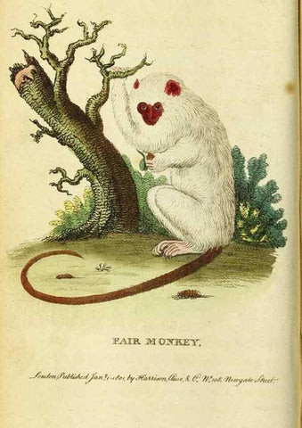 Reproducción/Reproduction 49122572952: The Naturalist's Pocket Magazine or compleat cabinet of the curiosities and beauties of nature.. London.. 