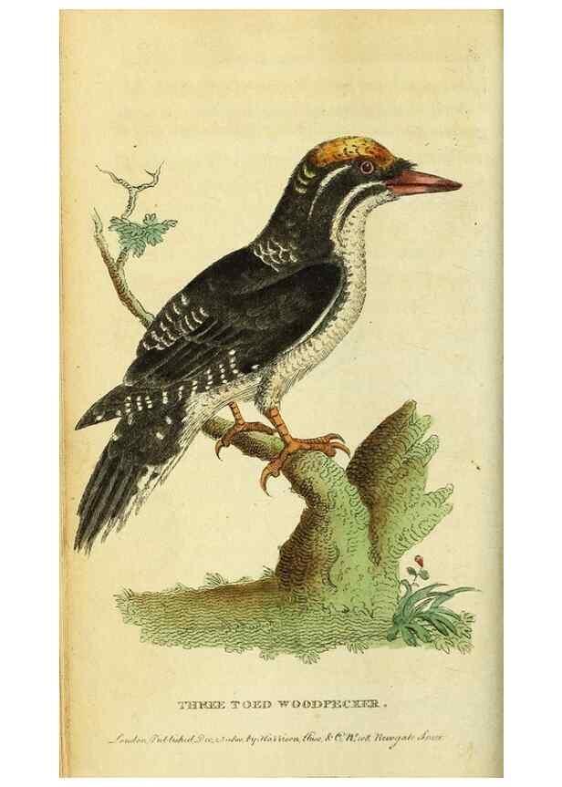 Reproducción/Reproduction 49122384781: The Naturalist's Pocket Magazine or compleat cabinet of the curiosities and beauties of nature.. London.. 