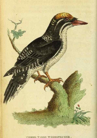 Reproducción/Reproduction 49122384781: The Naturalist's Pocket Magazine or compleat cabinet of the curiosities and beauties of nature.. London.. 