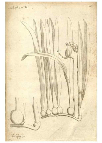 Reproducción/Reproduction 49120945953: Histoire particulière des plantes Orchidées recueillies sur les trois îles australes d'Afrique, de France, de Bourbon et de Madagascar /. Paris :L'auteur,1822.. 