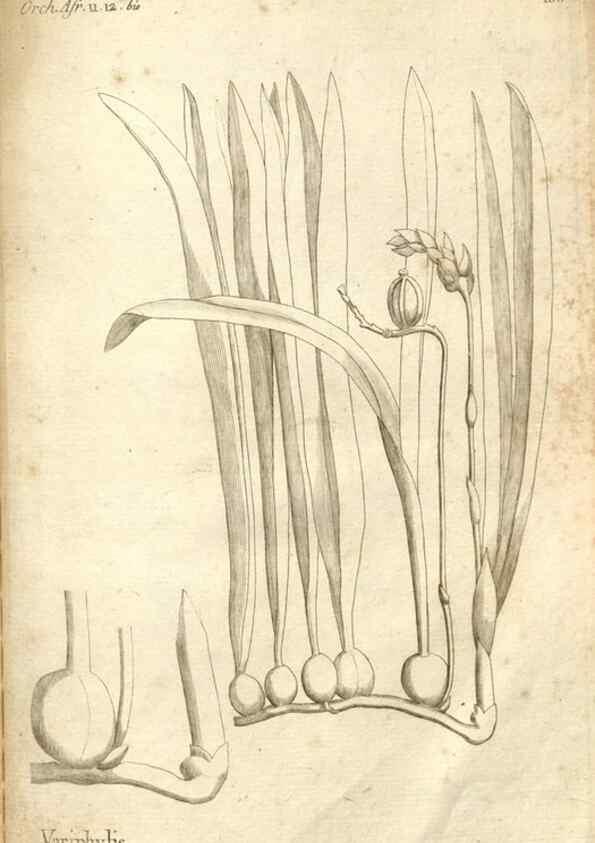 Reproducción/Reproduction 49120945953: Histoire particulière des plantes Orchidées recueillies sur les trois îles australes d'Afrique, de France, de Bourbon et de Madagascar /. Paris :L'auteur,1822.. 