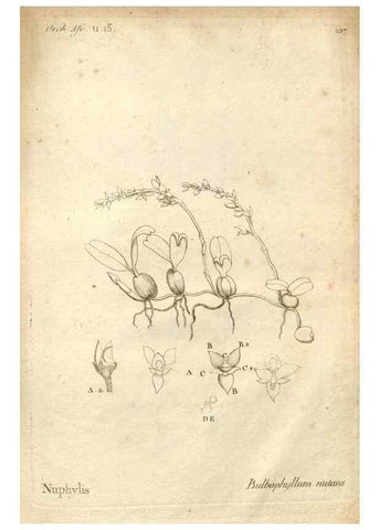 Reproducción/Reproduction 49120946248: Histoire particulière des plantes Orchidées recueillies sur les trois îles australes d'Afrique, de France, de Bourbon et de Madagascar /. Paris :L'auteur,1822.. 