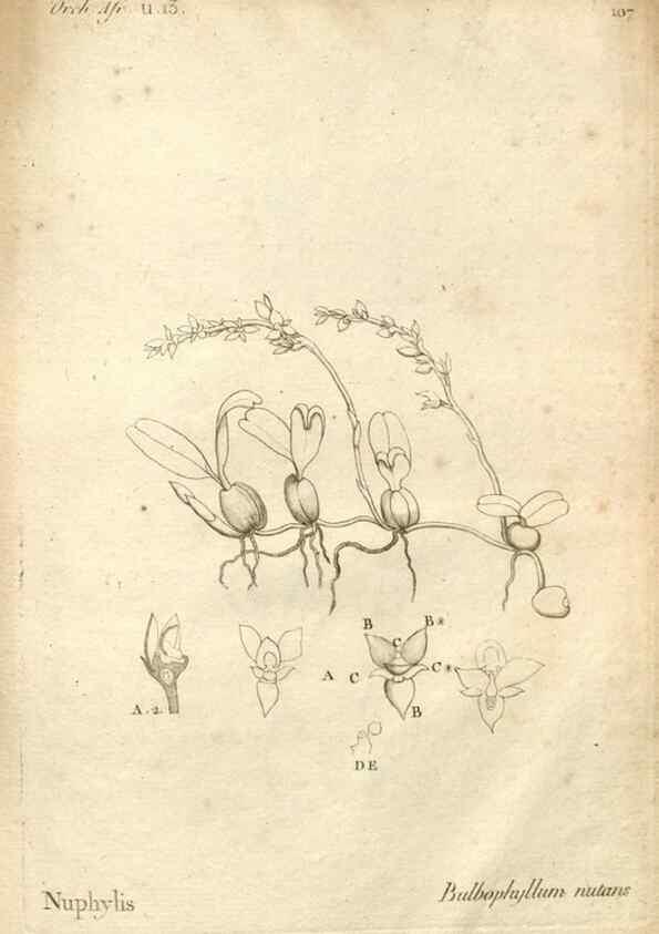 Reproducción/Reproduction 49120946248: Histoire particulière des plantes Orchidées recueillies sur les trois îles australes d'Afrique, de France, de Bourbon et de Madagascar /. Paris :L'auteur,1822.. 