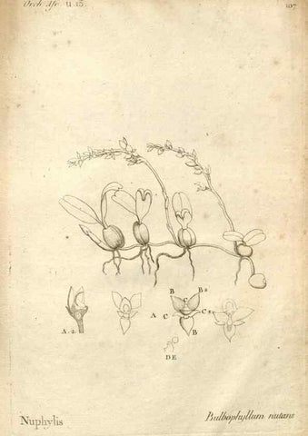 Reproducción/Reproduction 49120946248: Histoire particulière des plantes Orchidées recueillies sur les trois îles australes d'Afrique, de France, de Bourbon et de Madagascar /. Paris :L'auteur,1822.. 