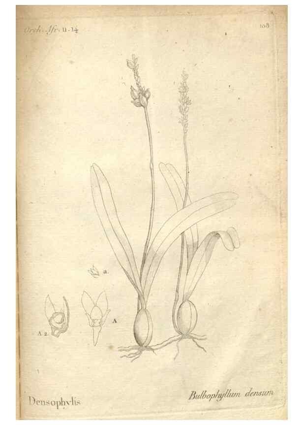 Reproducción/Reproduction 49121449326: Histoire particulière des plantes Orchidées recueillies sur les trois îles australes d'Afrique, de France, de Bourbon et de Madagascar /. Paris :L'auteur,1822.. 