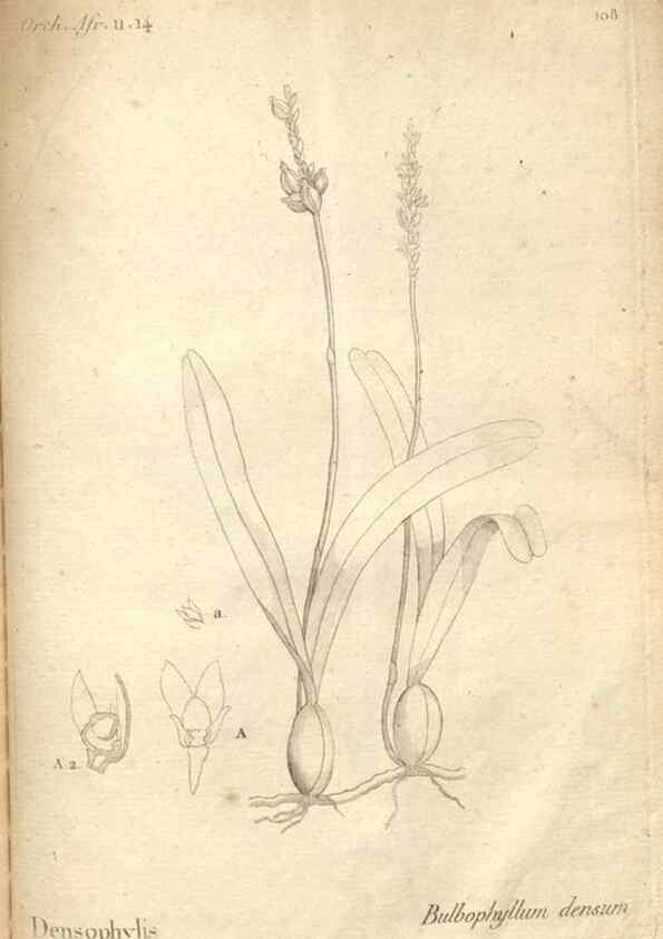 Reproducción/Reproduction 49121449326: Histoire particulière des plantes Orchidées recueillies sur les trois îles australes d'Afrique, de France, de Bourbon et de Madagascar /. Paris :L'auteur,1822.. 