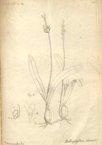 Reproducción/Reproduction 49121449326: Histoire particulière des plantes Orchidées recueillies sur les trois îles australes d'Afrique, de France, de Bourbon et de Madagascar /. Paris :L'auteur,1822.. 