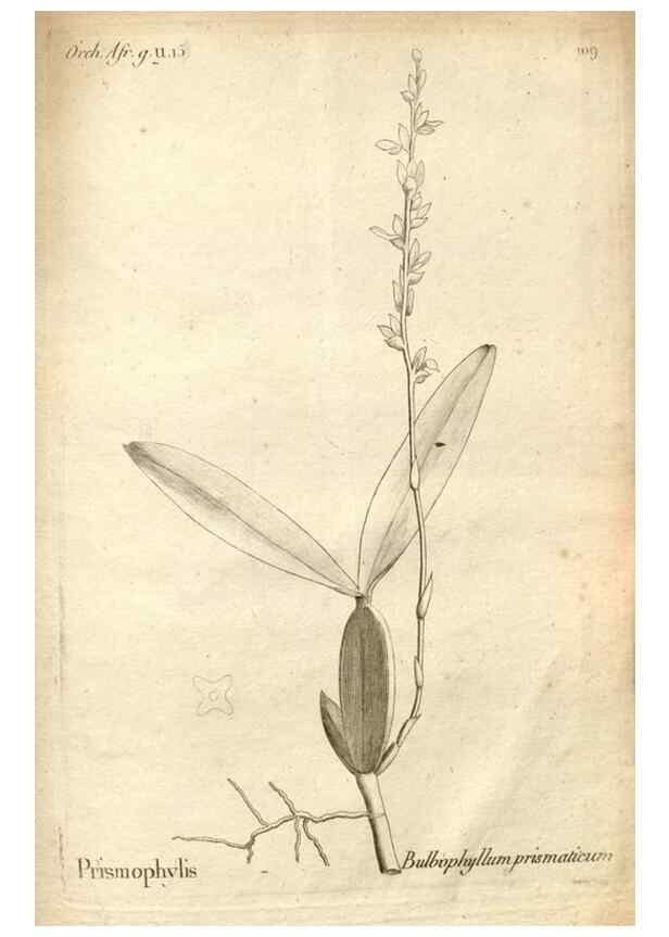 Reproducción/Reproduction 49121640267: Histoire particulière des plantes Orchidées recueillies sur les trois îles australes d'Afrique, de France, de Bourbon et de Madagascar /. Paris :L'auteur,1822.. 