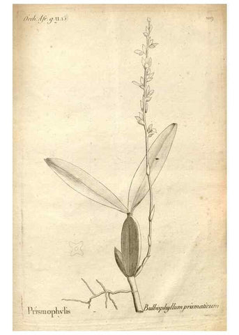 Reproducción/Reproduction 49121640267: Histoire particulière des plantes Orchidées recueillies sur les trois îles australes d'Afrique, de France, de Bourbon et de Madagascar /. Paris :L'auteur,1822.. 