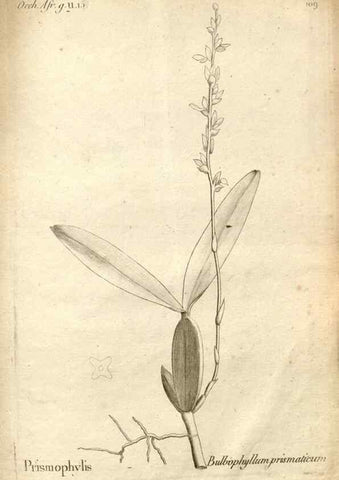 Reproducción/Reproduction 49121640267: Histoire particulière des plantes Orchidées recueillies sur les trois îles australes d'Afrique, de France, de Bourbon et de Madagascar /. Paris :L'auteur,1822.. 