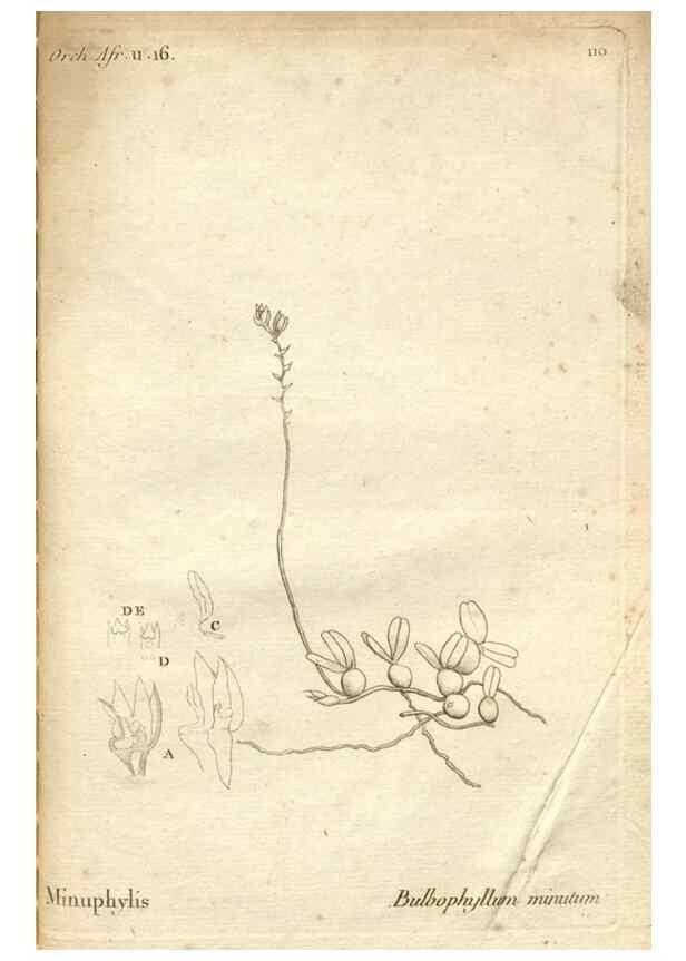 Reproducción/Reproduction 49120947303: Histoire particulière des plantes Orchidées recueillies sur les trois îles australes d'Afrique, de France, de Bourbon et de Madagascar /. Paris :L'auteur,1822.. 