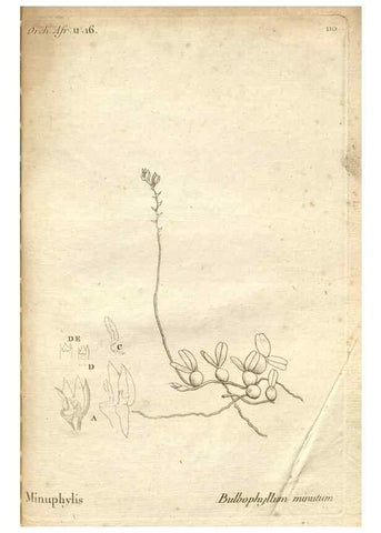 Reproducción/Reproduction 49120947303: Histoire particulière des plantes Orchidées recueillies sur les trois îles australes d'Afrique, de France, de Bourbon et de Madagascar /. Paris :L'auteur,1822.. 