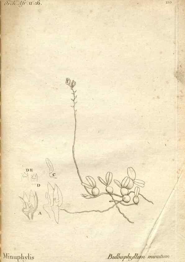 Reproducción/Reproduction 49120947303: Histoire particulière des plantes Orchidées recueillies sur les trois îles australes d'Afrique, de France, de Bourbon et de Madagascar /. Paris :L'auteur,1822.. 