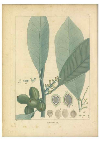 Reproducción/Reproduction 49121818652: Histoire des végétaux recueilles dans les isles australes d'Afrique.. 1806.. 