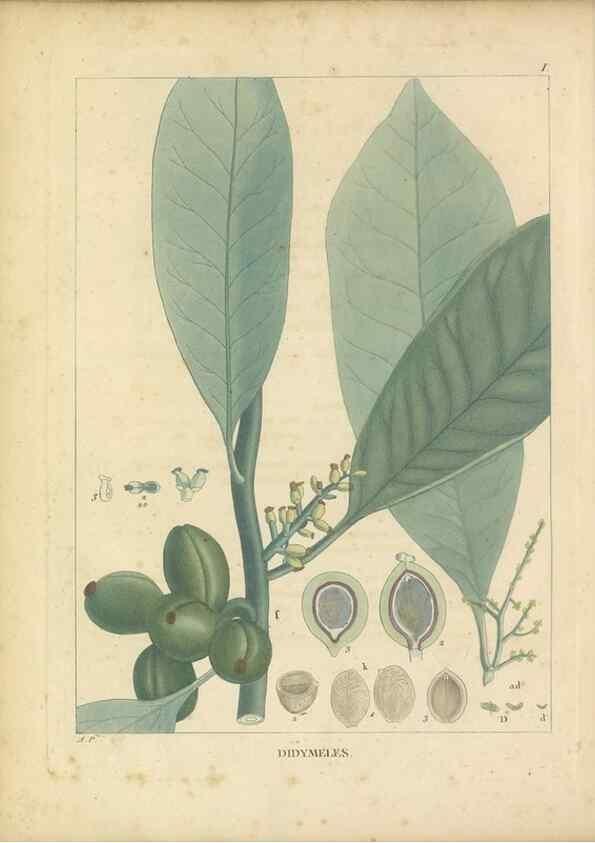 Reproducción/Reproduction 49121818652: Histoire des végétaux recueilles dans les isles australes d'Afrique.. 1806.. 