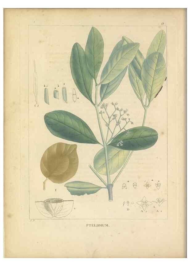 Reproducción/Reproduction 49121629626: Histoire des végétaux recueilles dans les isles australes d'Afrique.. 1806.. 