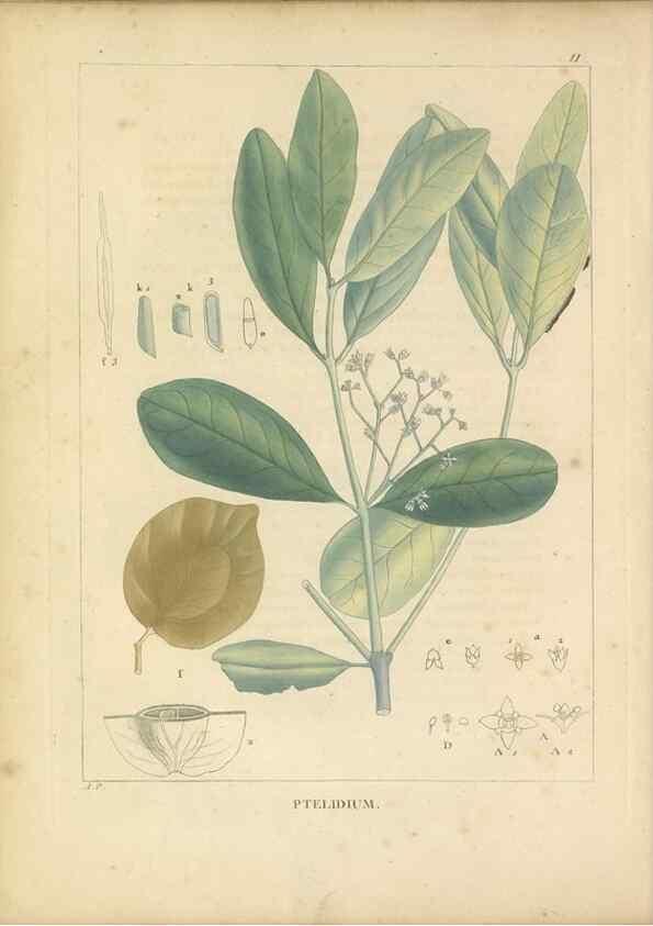 Reproducción/Reproduction 49121629626: Histoire des végétaux recueilles dans les isles australes d'Afrique.. 1806.. 