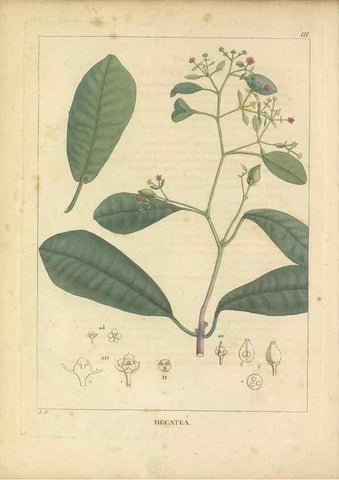 Reproducción/Reproduction 49121819382: Histoire des végétaux recueilles dans les isles australes d'Afrique.. 1806.. 