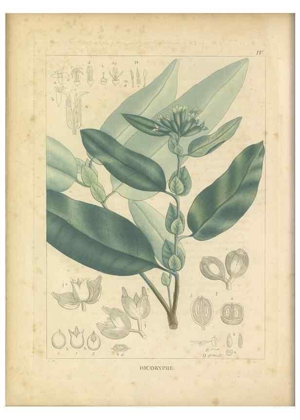 Reproducción/Reproduction 49121630441: Histoire des végétaux recueilles dans les isles australes d'Afrique.. 1806.. 