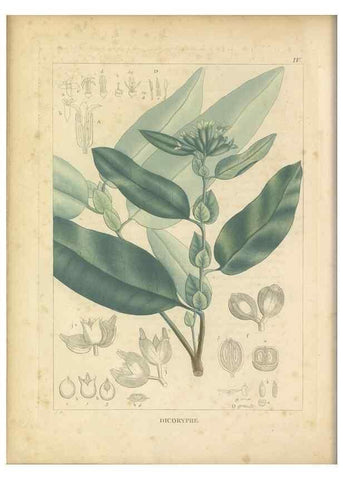 Reproducción/Reproduction 49121630441: Histoire des végétaux recueilles dans les isles australes d'Afrique.. 1806.. 