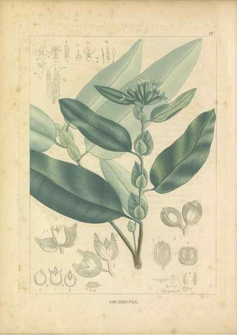 Reproducción/Reproduction 49121630441: Histoire des végétaux recueilles dans les isles australes d'Afrique.. 1806.. 