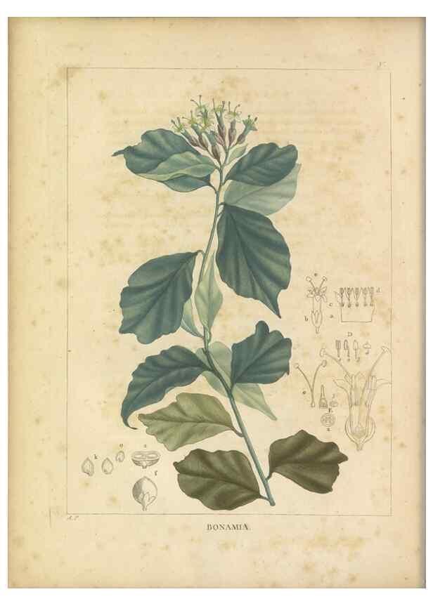 Reproducción/Reproduction 49121820077: Histoire des végétaux recueilles dans les isles australes d'Afrique.. 1806.. 