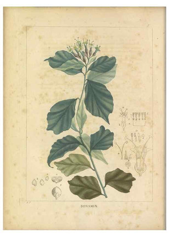 Reproducción/Reproduction 49121820077: Histoire des végétaux recueilles dans les isles australes d'Afrique.. 1806.. 