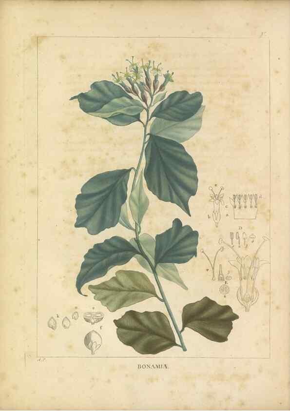 Reproducción/Reproduction 49121820077: Histoire des végétaux recueilles dans les isles australes d'Afrique.. 1806.. 