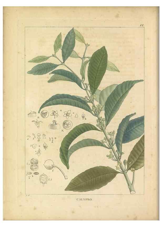 Reproducción/Reproduction 49121127398: Histoire des végétaux recueilles dans les isles australes d'Afrique.. 1806.. 