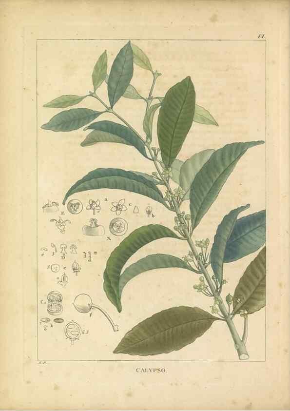Reproducción/Reproduction 49121127398: Histoire des végétaux recueilles dans les isles australes d'Afrique.. 1806.. 