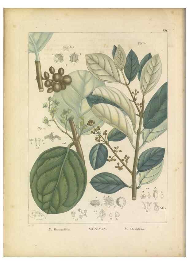 Reproducción/Reproduction 49121820807: Histoire des végétaux recueilles dans les isles australes d'Afrique.. 1806.. 