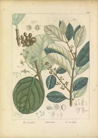 Reproducción/Reproduction 49121820807: Histoire des végétaux recueilles dans les isles australes d'Afrique.. 1806.. 