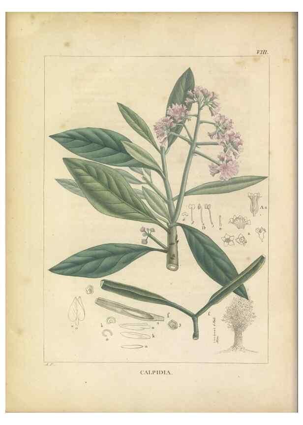 Reproducción/Reproduction 49121631841: Histoire des végétaux recueilles dans les isles australes d'Afrique.. 1806.. 