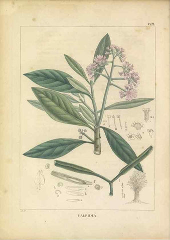 Reproducción/Reproduction 49121631841: Histoire des végétaux recueilles dans les isles australes d'Afrique.. 1806.. 