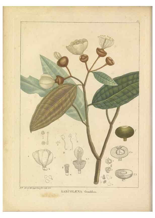 Reproducción/Reproduction 49121821482: Histoire des végétaux recueilles dans les isles australes d'Afrique.. 1806.. 