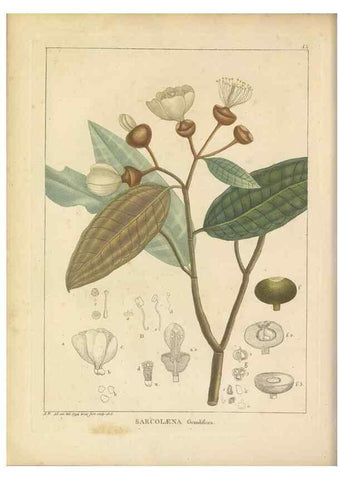 Reproducción/Reproduction 49121821482: Histoire des végétaux recueilles dans les isles australes d'Afrique.. 1806.. 