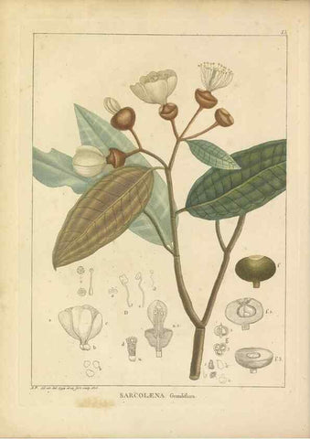 Reproducción/Reproduction 49121821482: Histoire des végétaux recueilles dans les isles australes d'Afrique.. 1806.. 