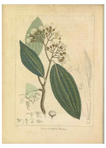 Reproducción/Reproduction 49121632701: Histoire des végétaux recueilles dans les isles australes d'Afrique.. 1806.. 