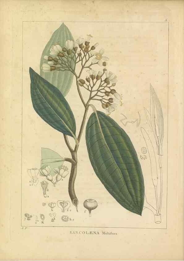 Reproducción/Reproduction 49121632701: Histoire des végétaux recueilles dans les isles australes d'Afrique.. 1806.. 