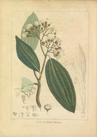 Reproducción/Reproduction 49121632701: Histoire des végétaux recueilles dans les isles australes d'Afrique.. 1806.. 