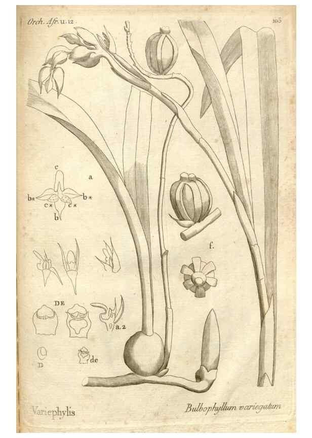 Reproducción/Reproduction 49120945618: Histoire particulière des plantes Orchidées recueillies sur les trois îles australes d'Afrique, de France, de Bourbon et de Madagascar /. Paris :L'auteur,1822.. 