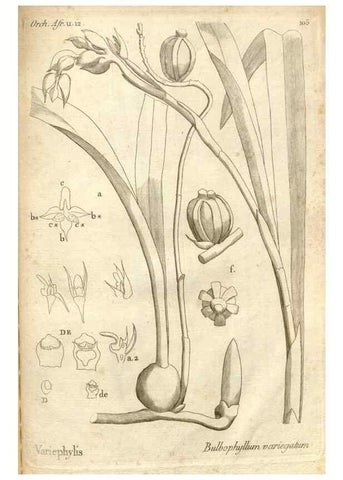 Reproducción/Reproduction 49120945618: Histoire particulière des plantes Orchidées recueillies sur les trois îles australes d'Afrique, de France, de Bourbon et de Madagascar /. Paris :L'auteur,1822.. 