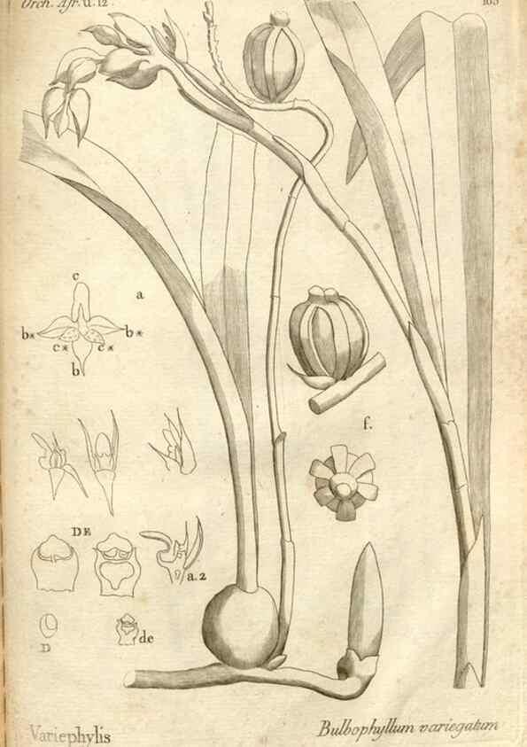 Reproducción/Reproduction 49120945618: Histoire particulière des plantes Orchidées recueillies sur les trois îles australes d'Afrique, de France, de Bourbon et de Madagascar /. Paris :L'auteur,1822.. 